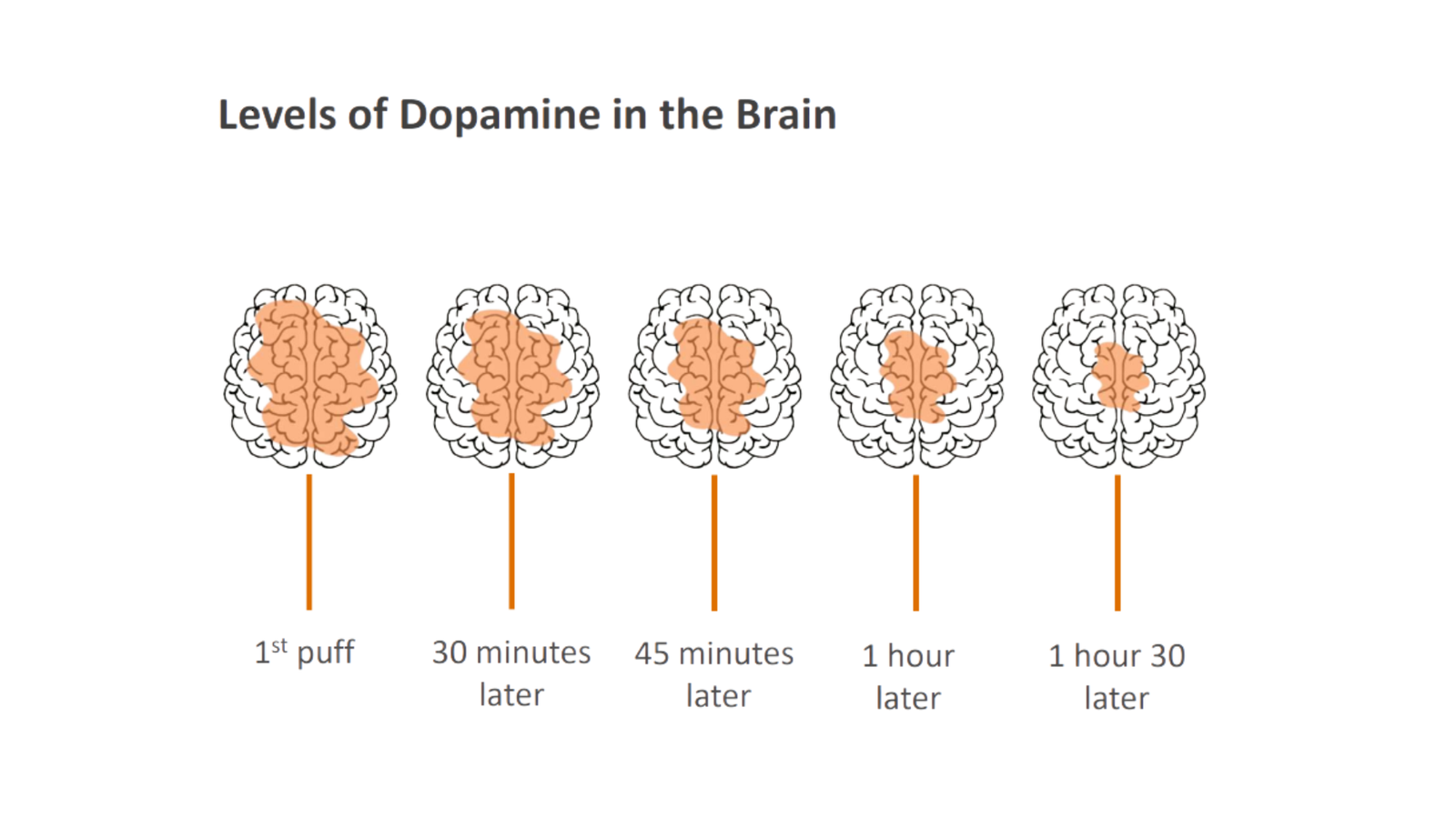 Dopamine levels in the brain